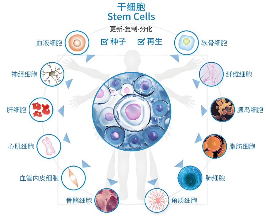 间充质干细胞存储及定向扩增技术